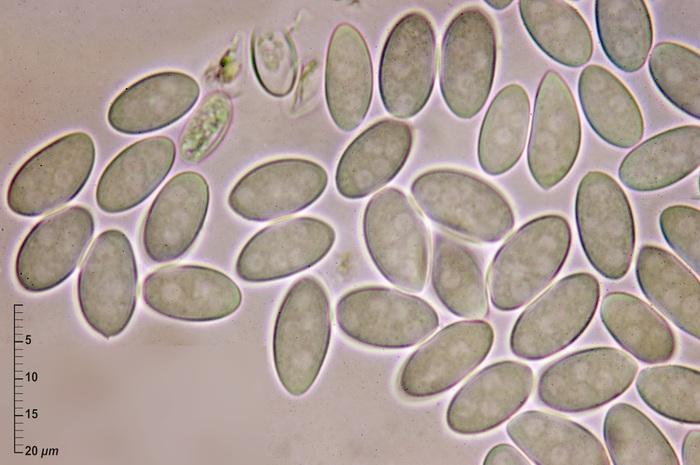 macrostoma