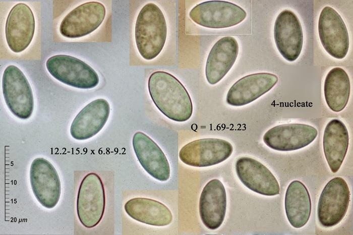 macrostoma