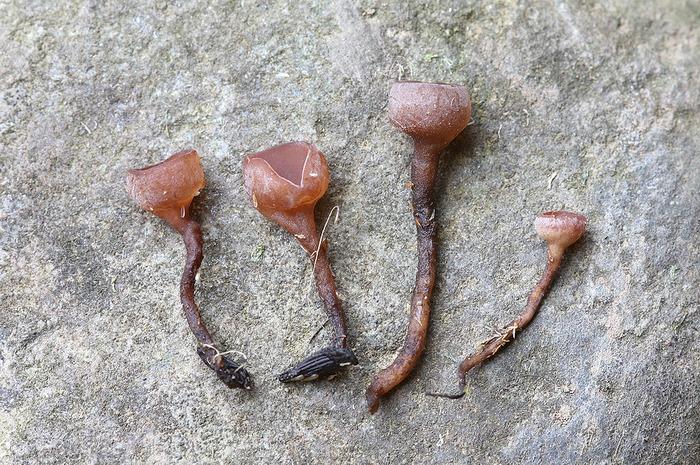 macrostoma