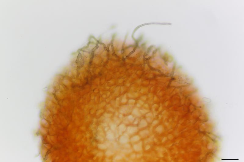 macrostoma