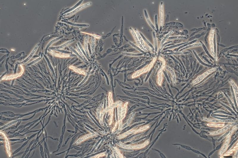 macrostoma