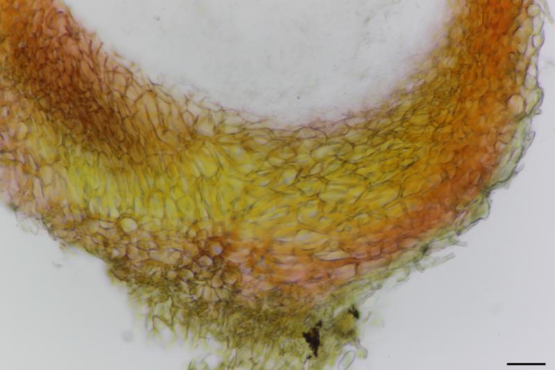 macrostoma