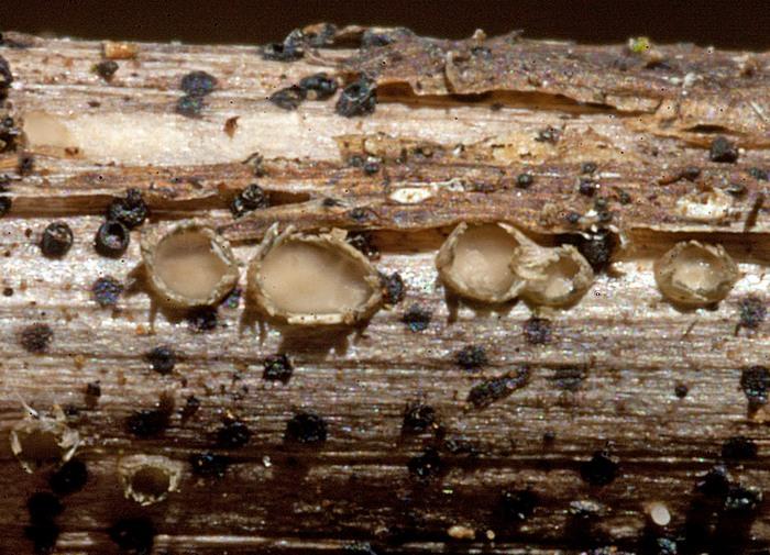 macrostoma