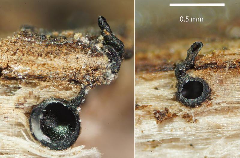 macrostoma