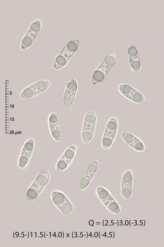macrostoma