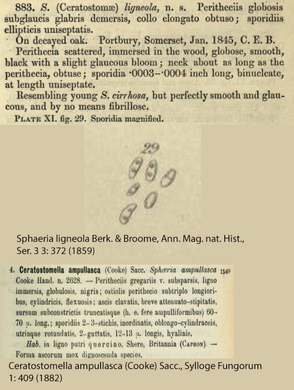 macrostoma