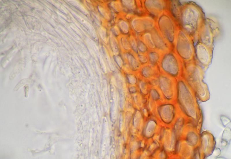 macrostoma