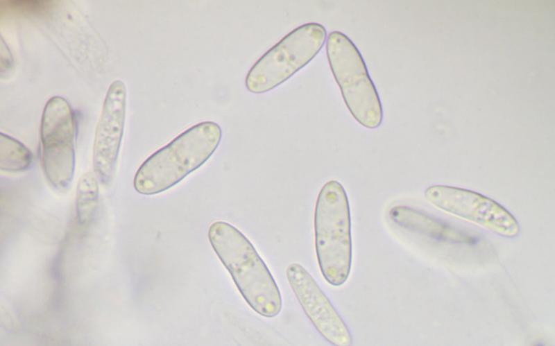 macrostoma