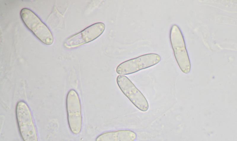 macrostoma