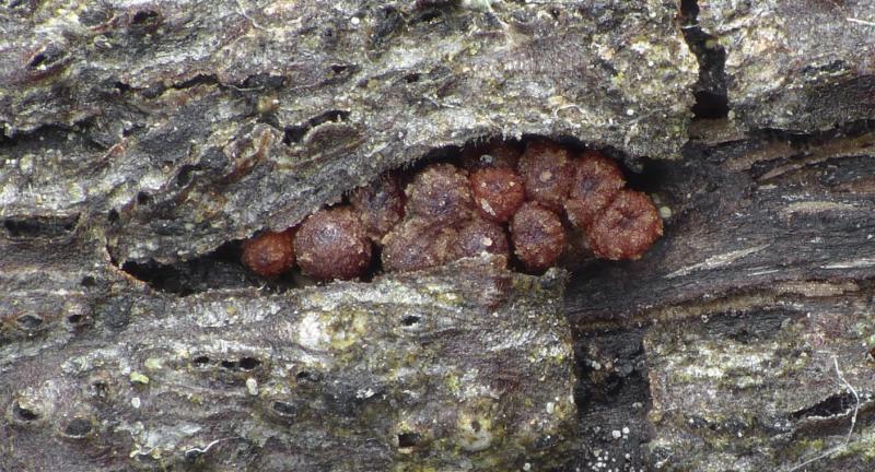 macrostoma