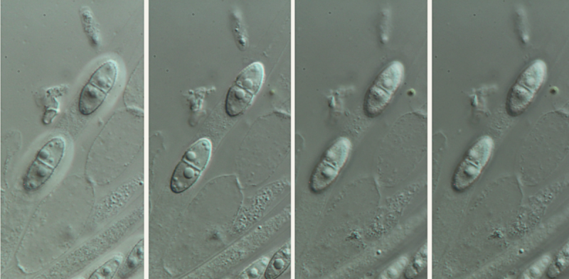 macrostoma