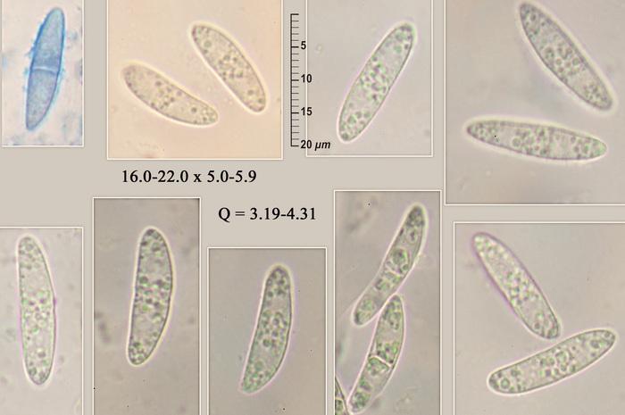 macrostoma
