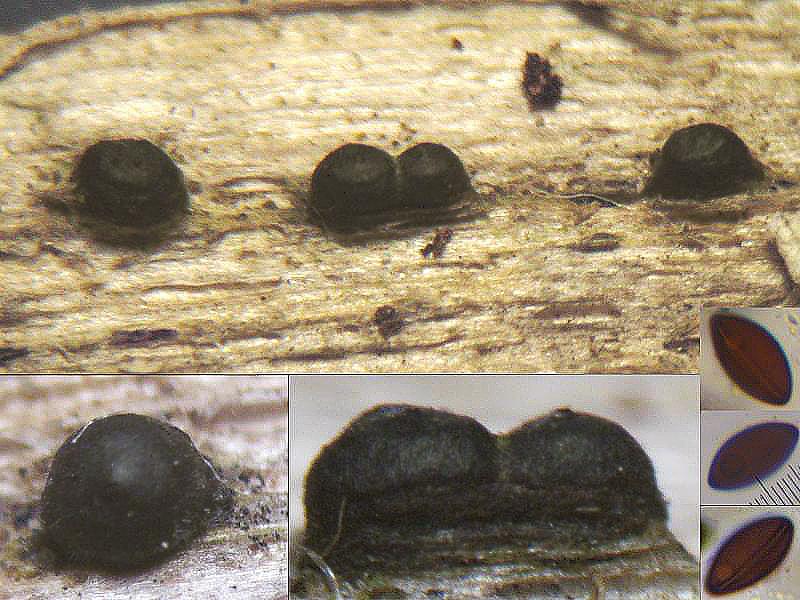 macrostoma