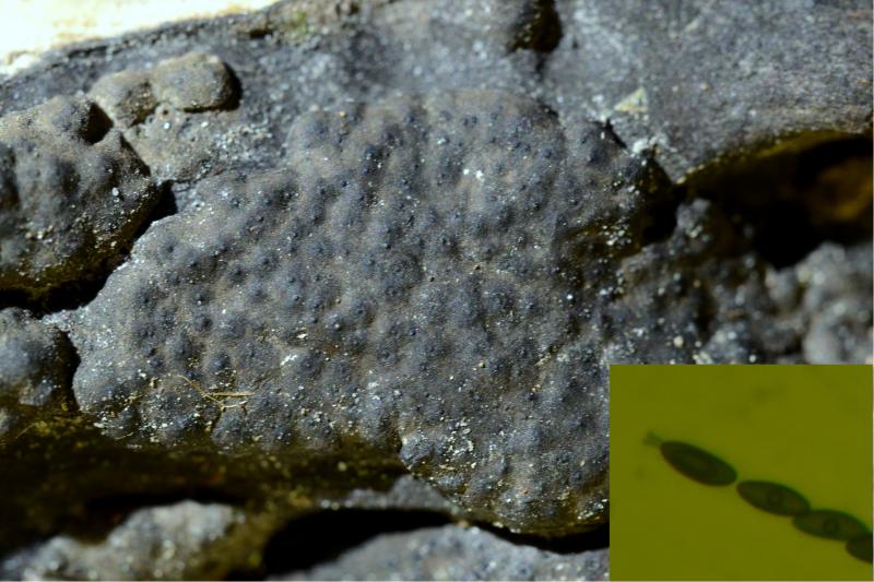 macrostoma
