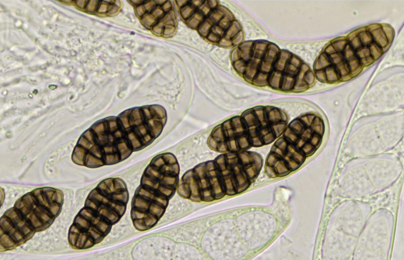 macrostoma