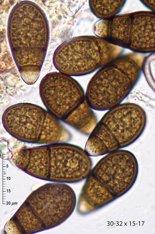 macrostoma