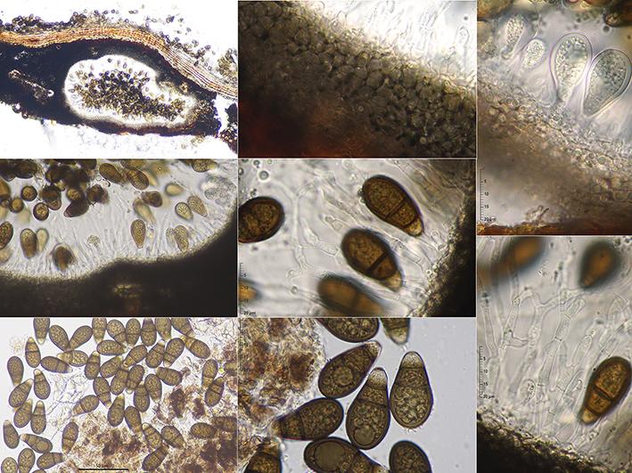 macrostoma