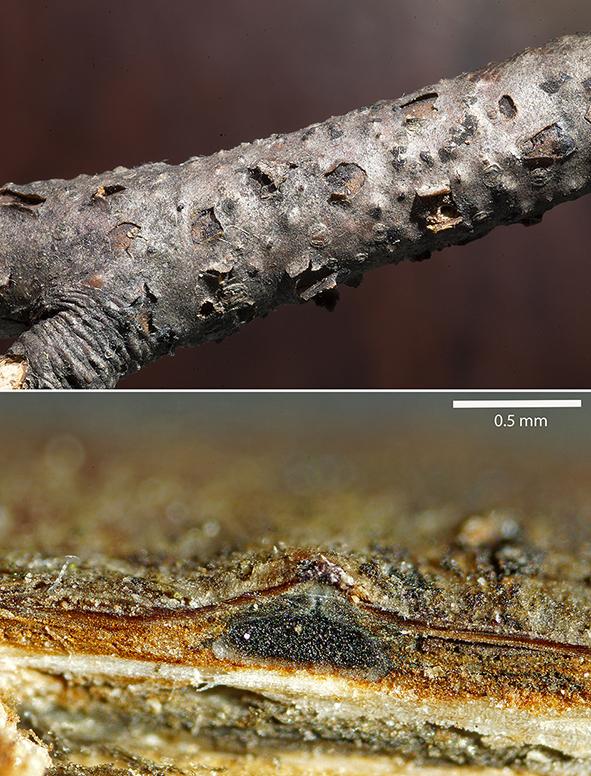 macrostoma