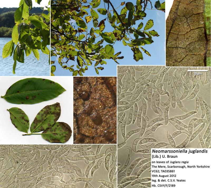 macrostoma