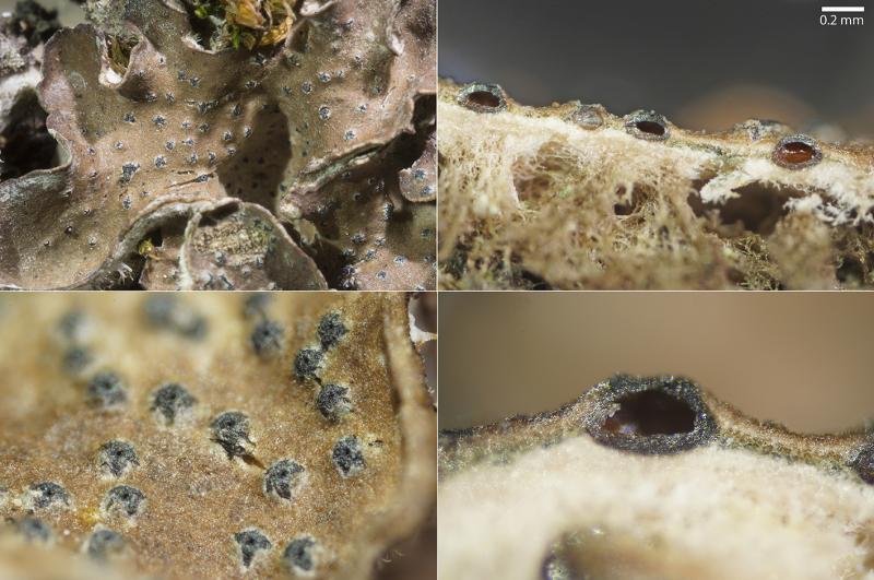 macrostoma