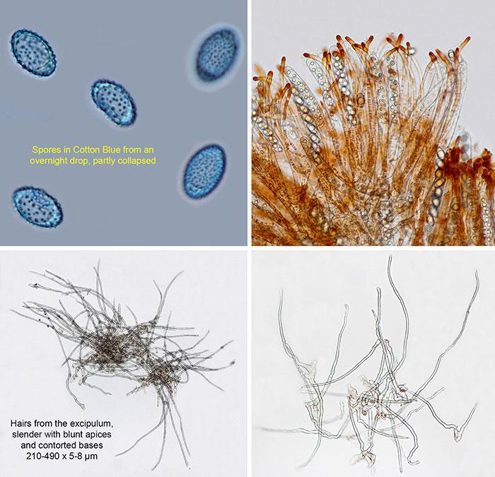 macrostoma