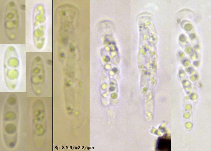 macrostoma