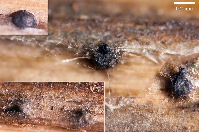 macrostoma