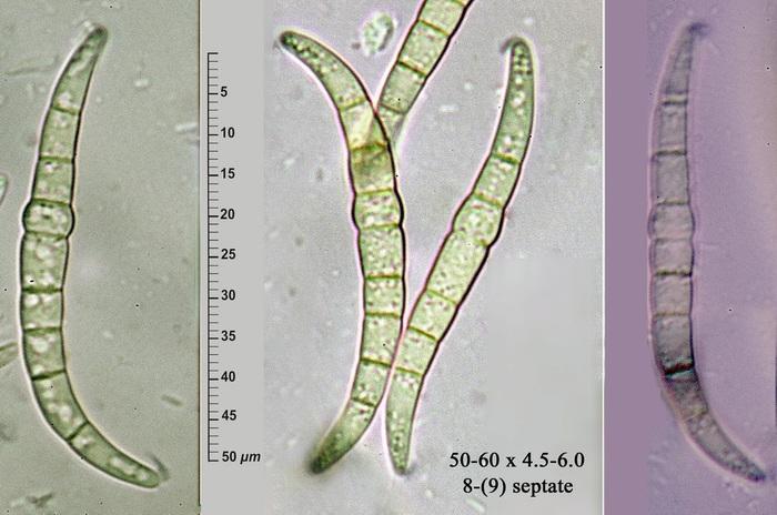 macrostoma