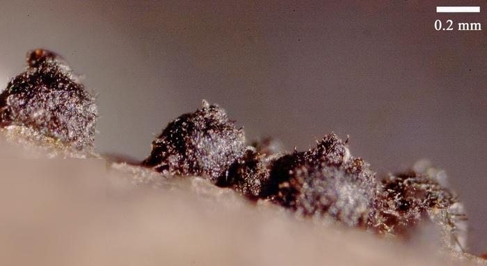 macrostoma