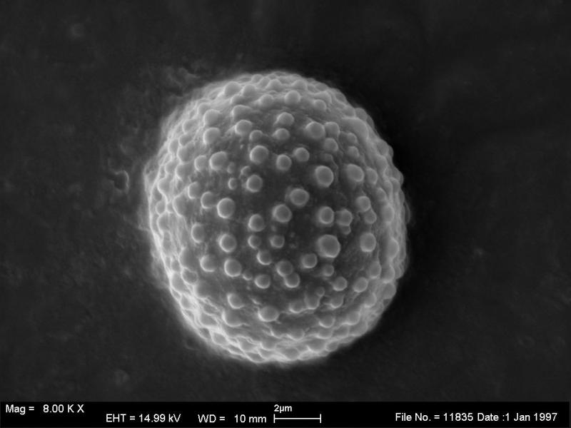macrostoma