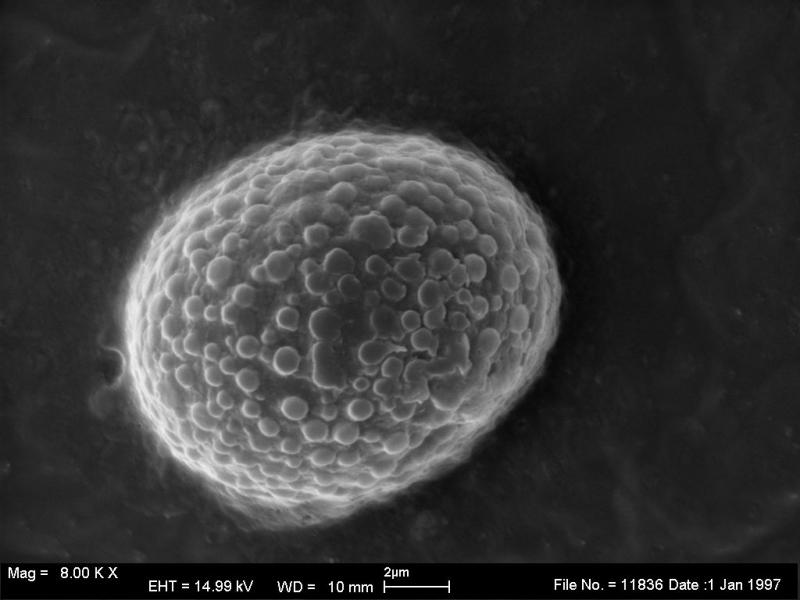 macrostoma