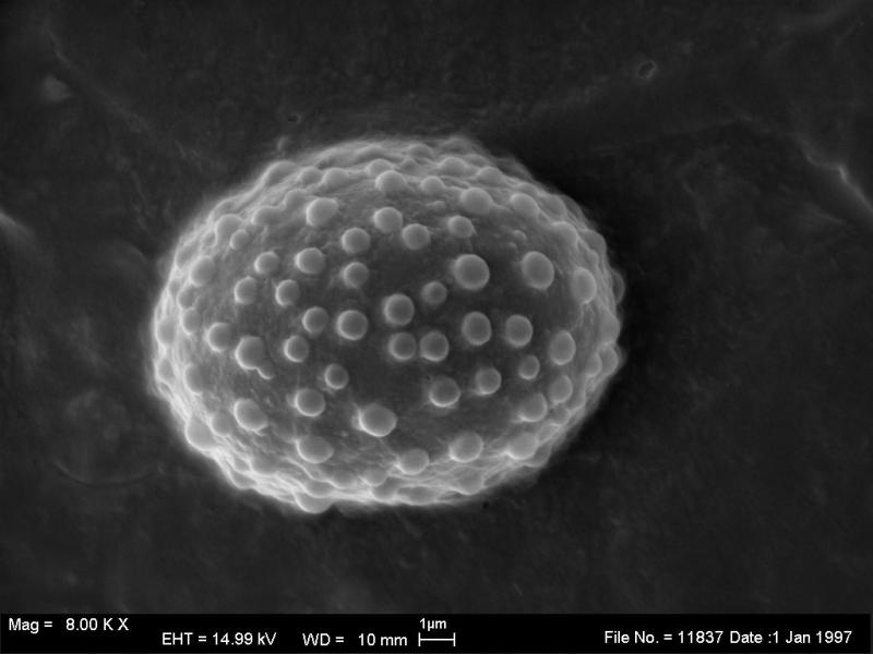 macrostoma