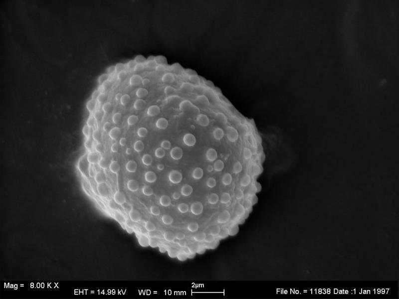 macrostoma