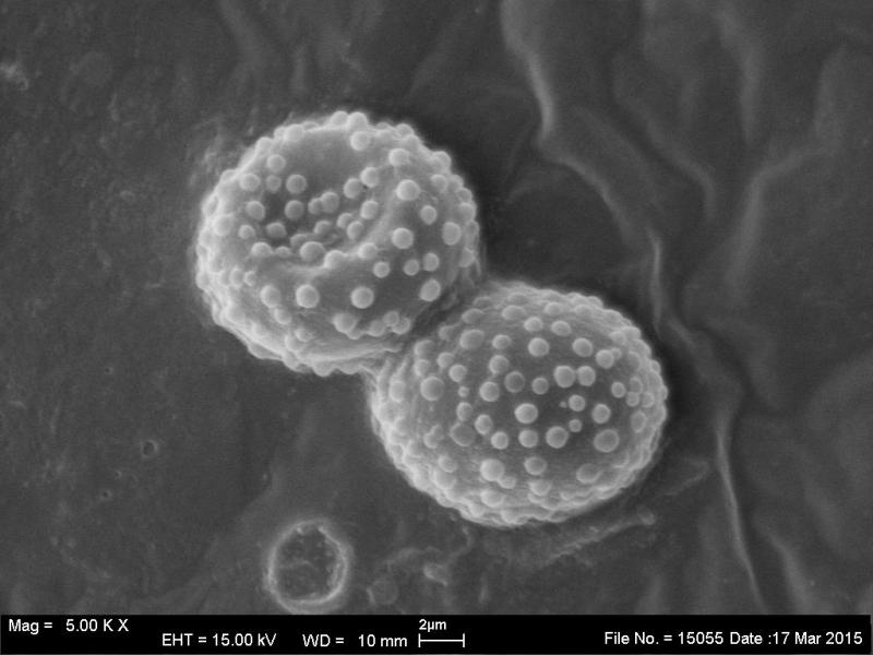 macrostoma