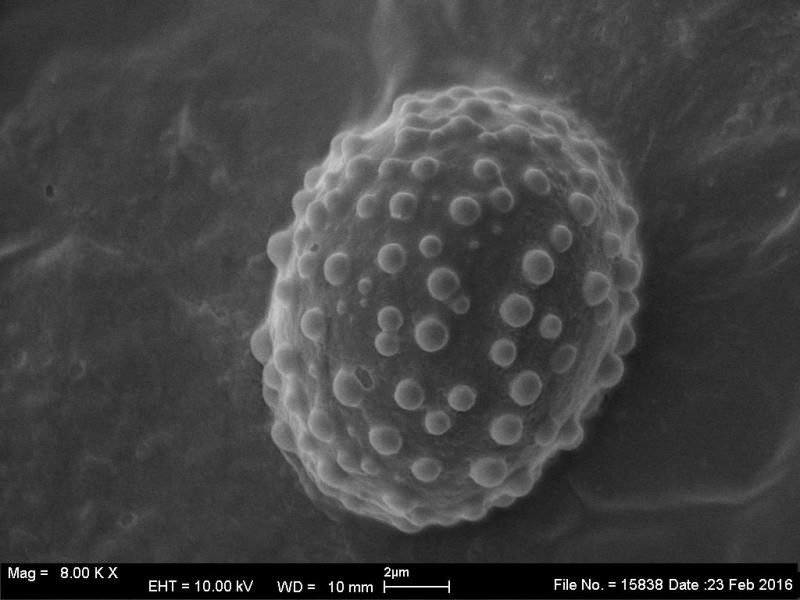 macrostoma