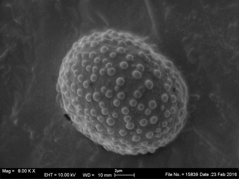 macrostoma