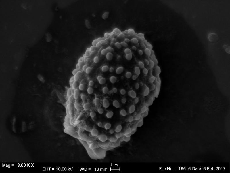 macrostoma