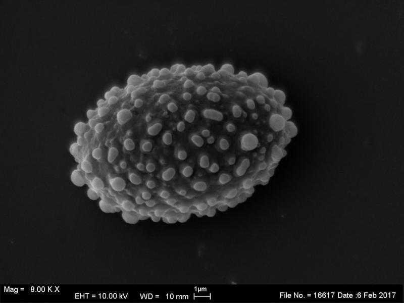 macrostoma
