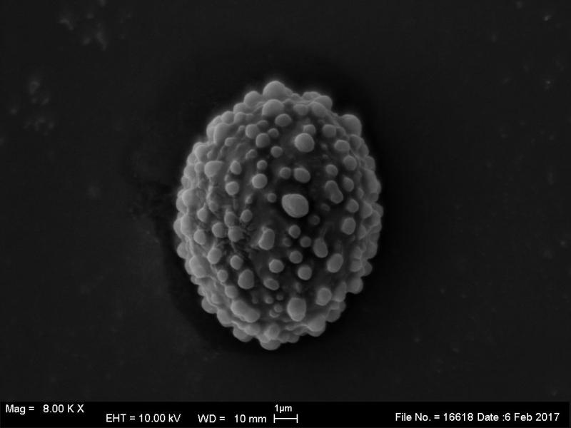 macrostoma