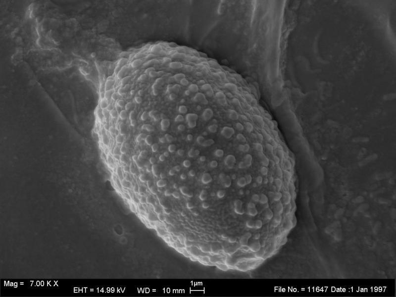 macrostoma
