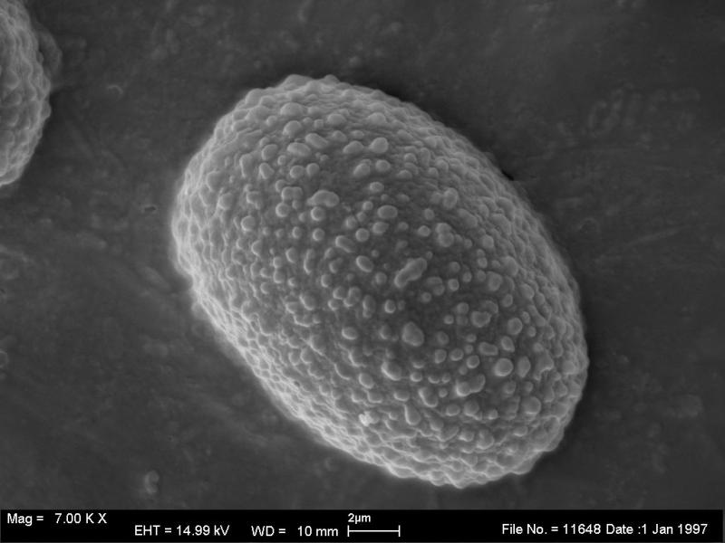macrostoma