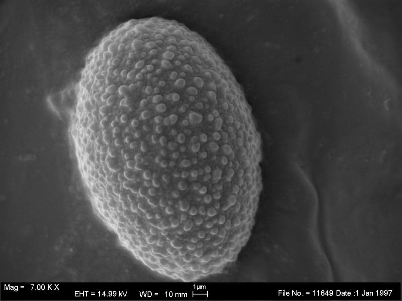 macrostoma