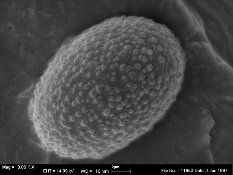 macrostoma