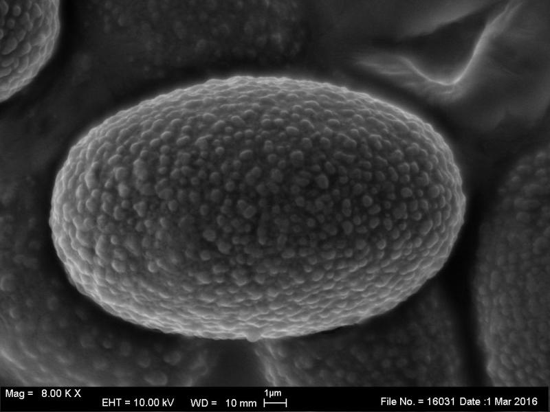 macrostoma