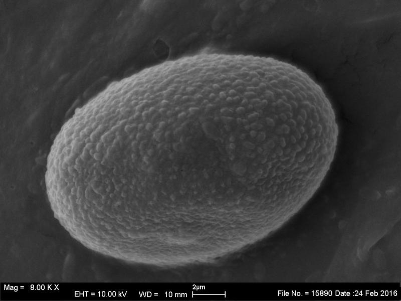 macrostoma