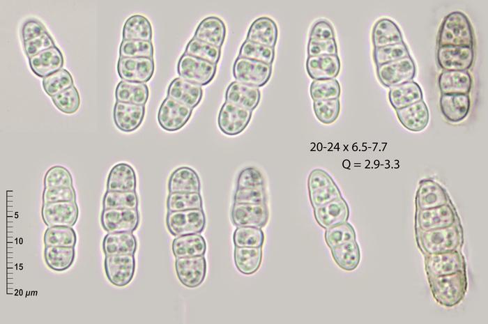 macrostoma