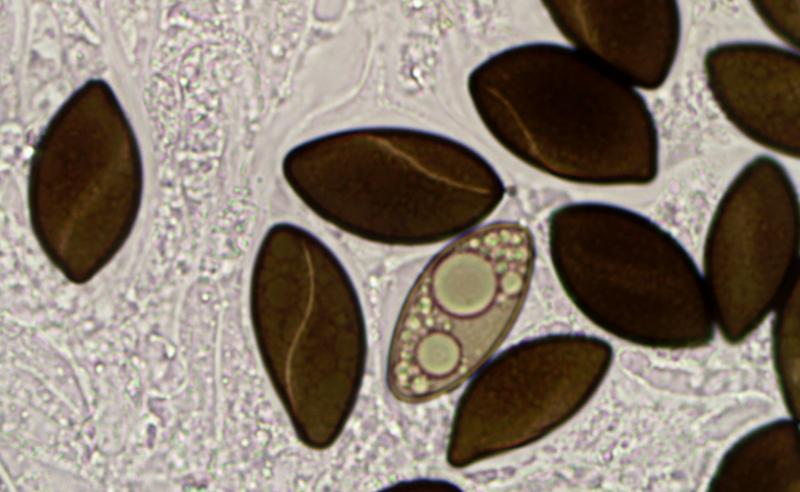 macrostoma