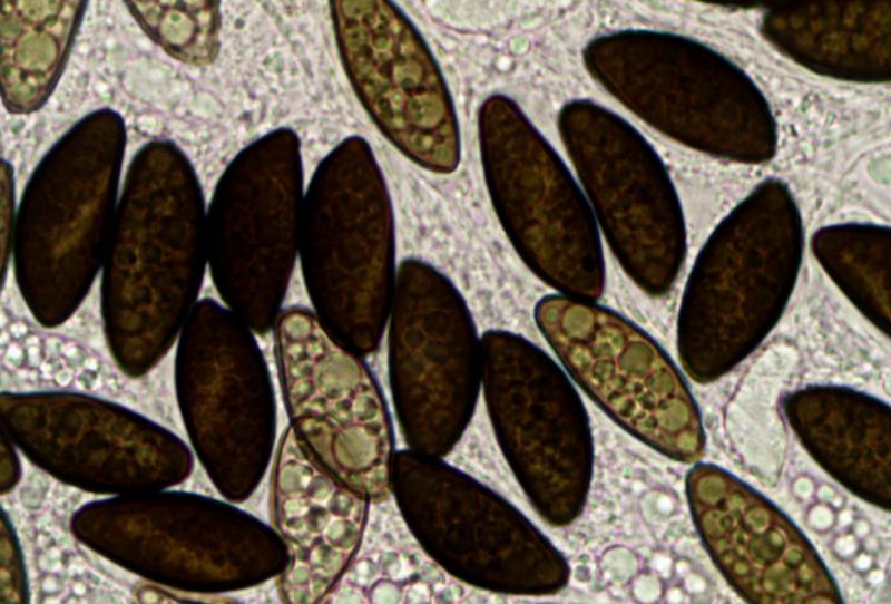 macrostoma