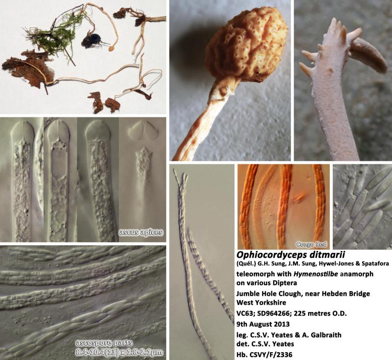 macrostoma