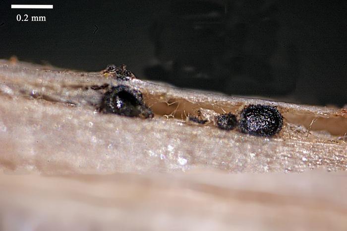 macrostoma